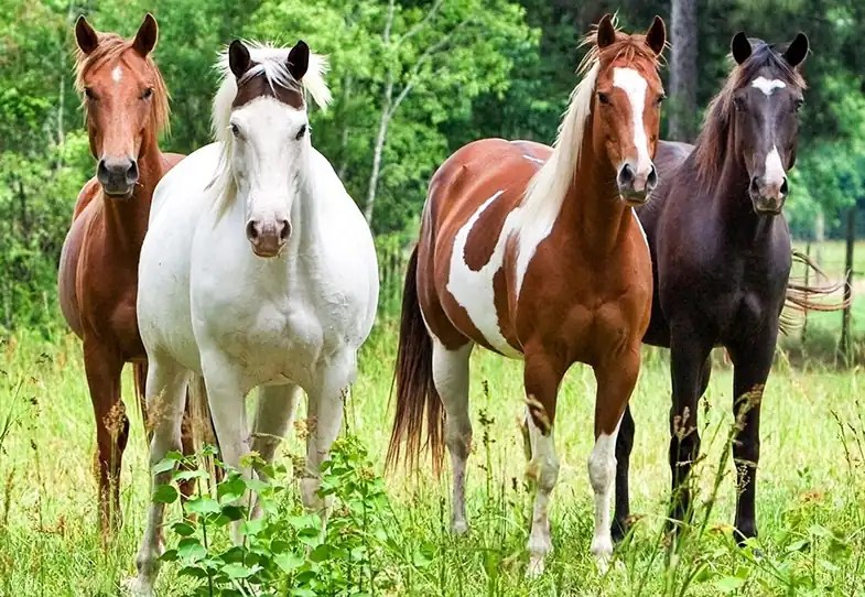 Common Horse Colors, Patterns & Markings Explained (with pictures