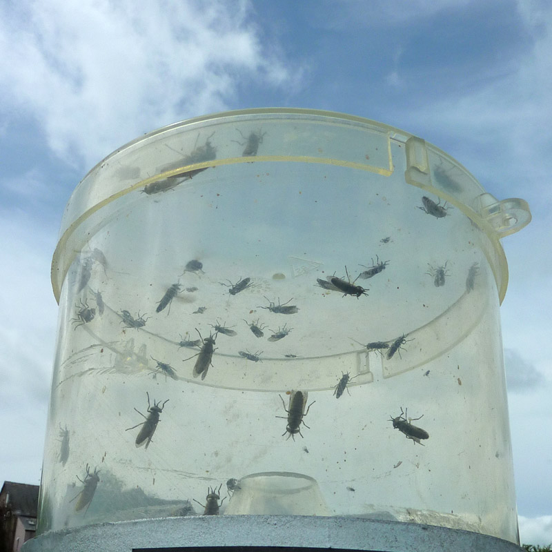 H Trap Professional Horsefly Trap Horsefly Trap
