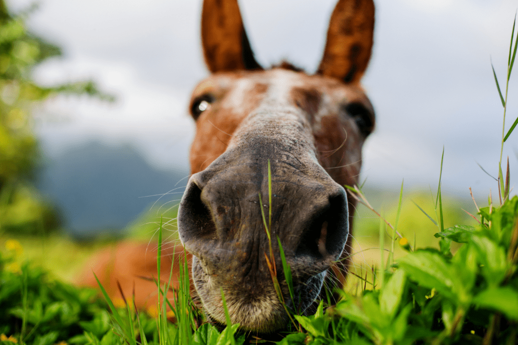 swollen lymph nodes Archives Horse Health Programme