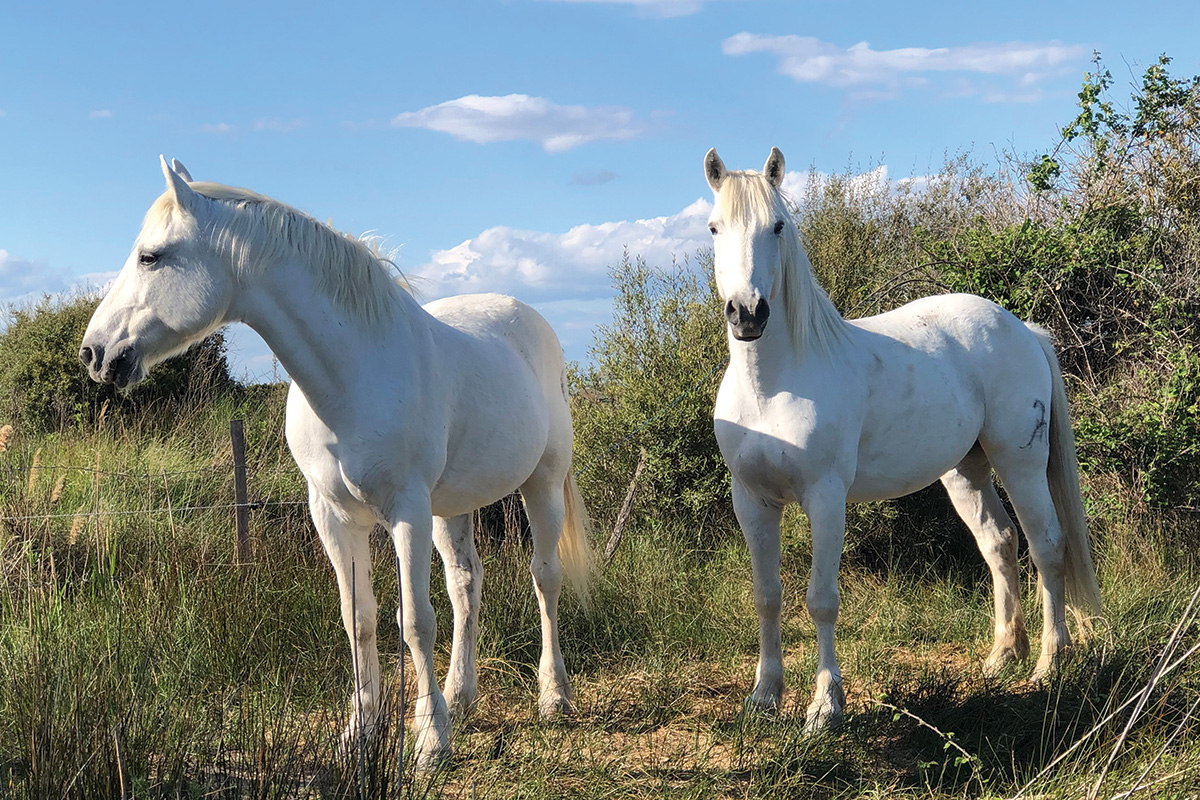 Riding Camargue Horses in France Flipboard