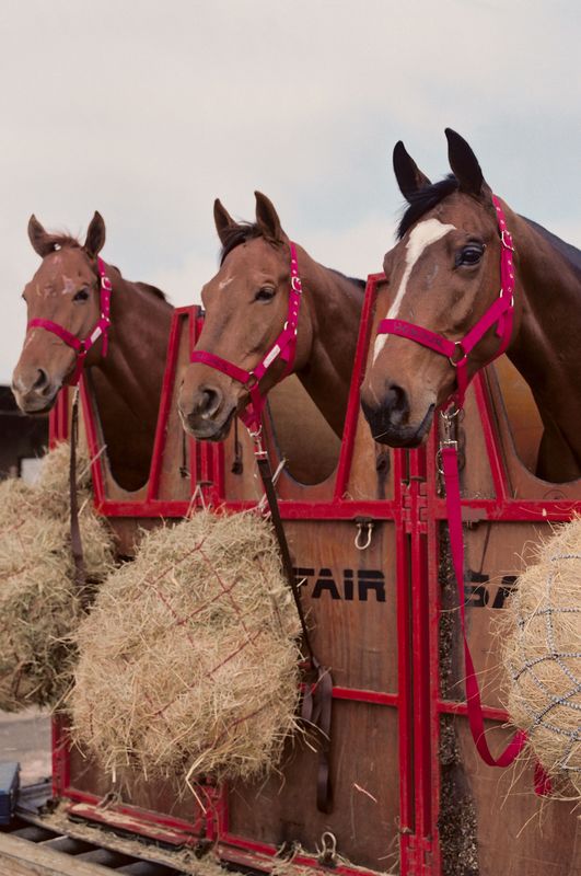 Energy and Protein Levels of Hay to Horse Properties Blog