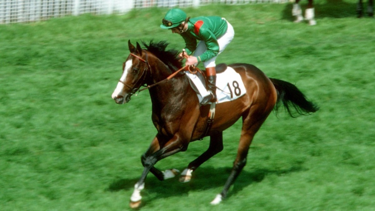 What was Shergar's race record?