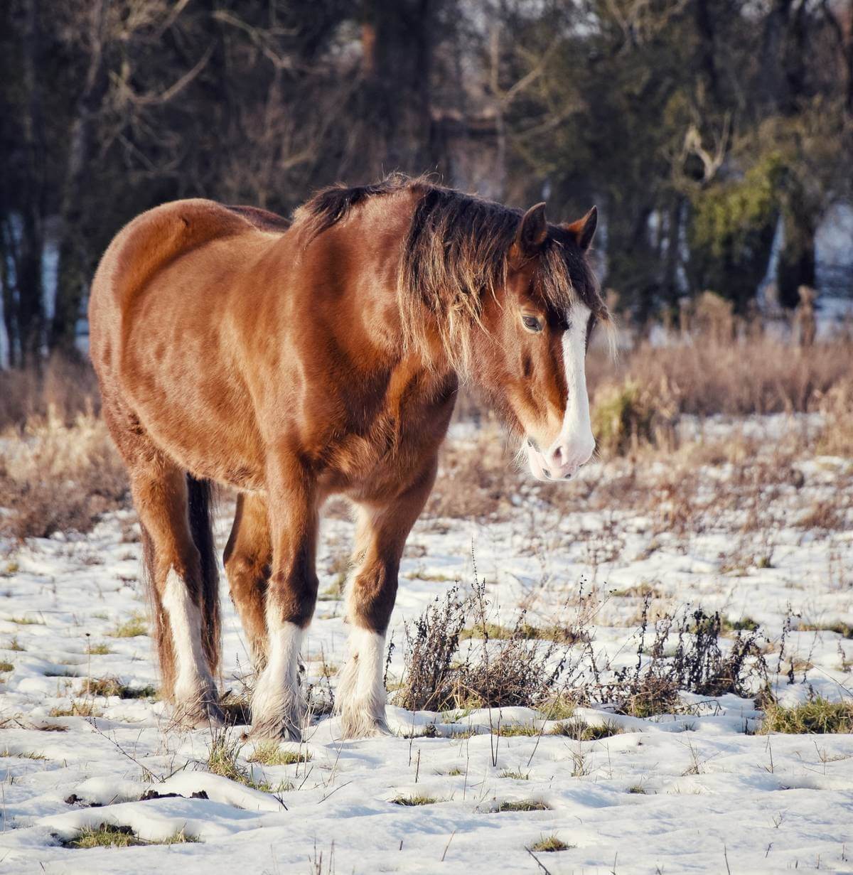 Care for Horses in Winter Horses and Ponies