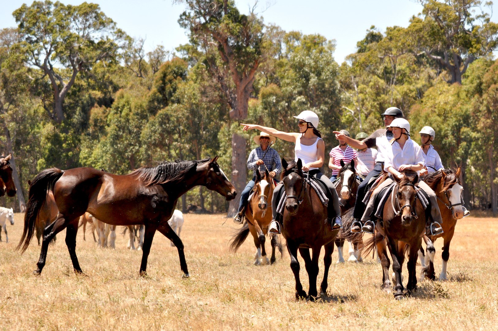 Horses and Horsemen, Margaret River, in the South West of WA