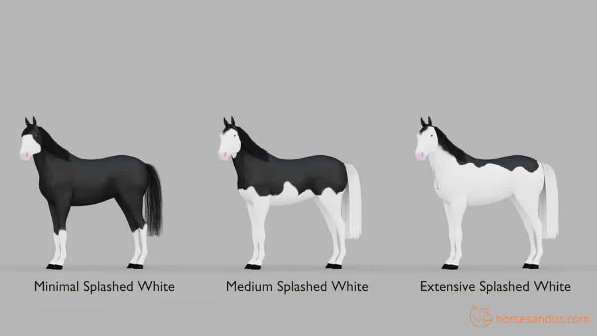 What is a Splashed White Horse? Traits, Health Issues, and More