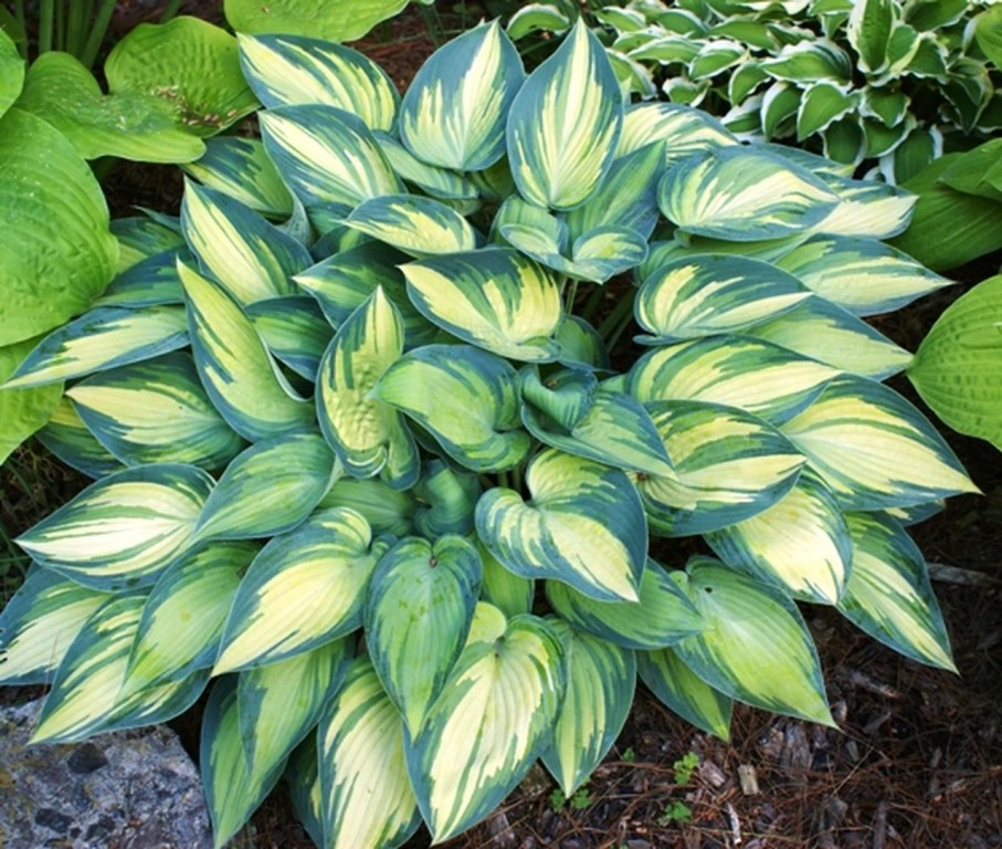 Como Plantar Hostas Horta em Casa