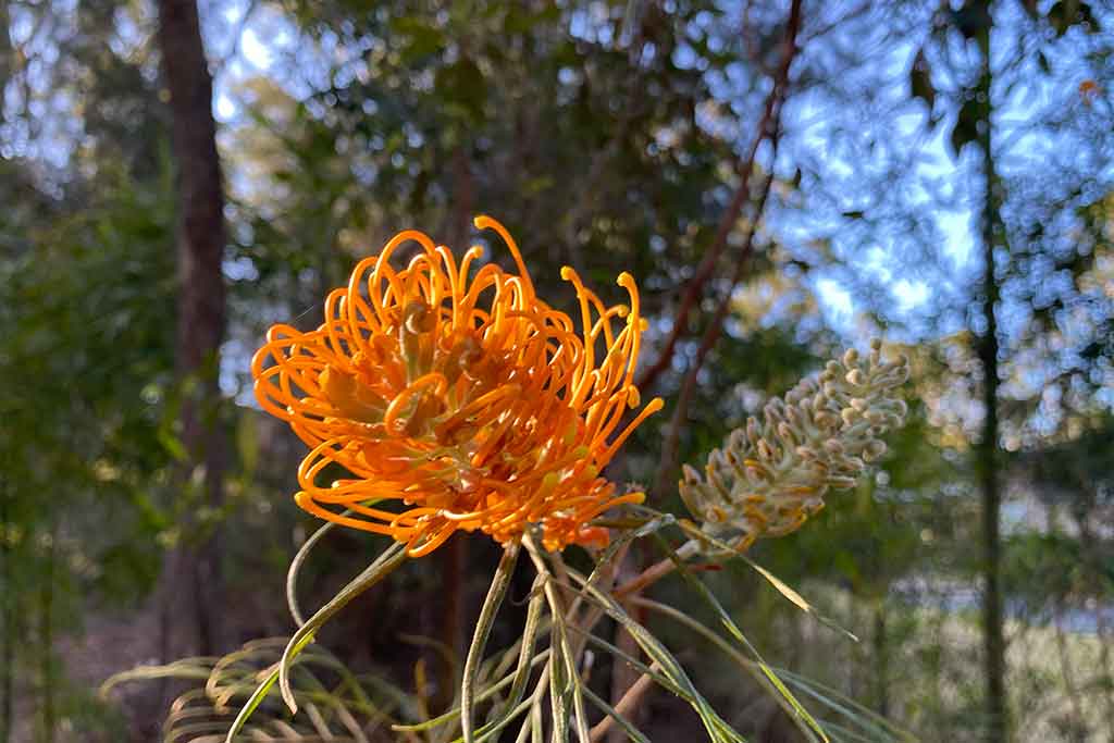 Australian Plant Courses Australian Plants Online Learning