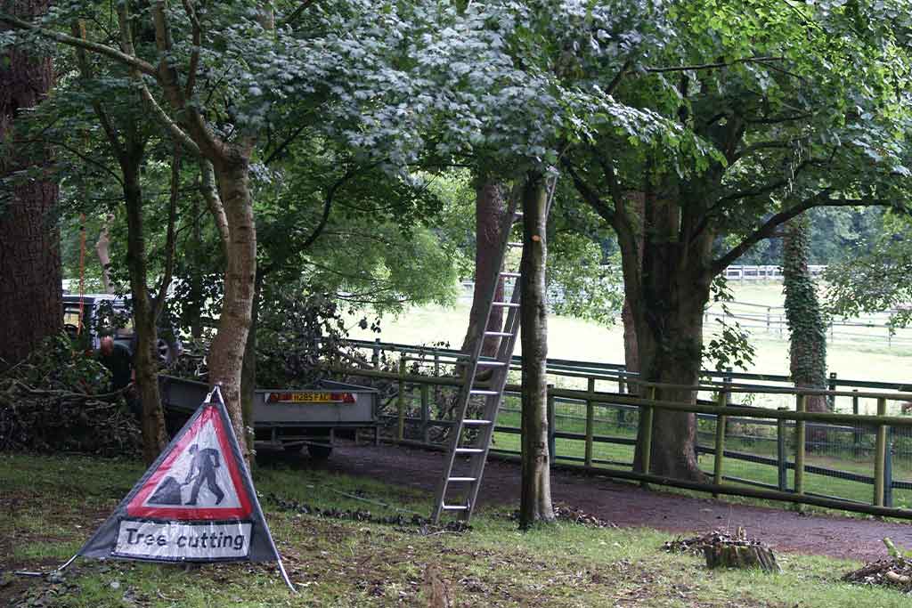 Arboriculture Distance Learning Arboriculture Online Courses