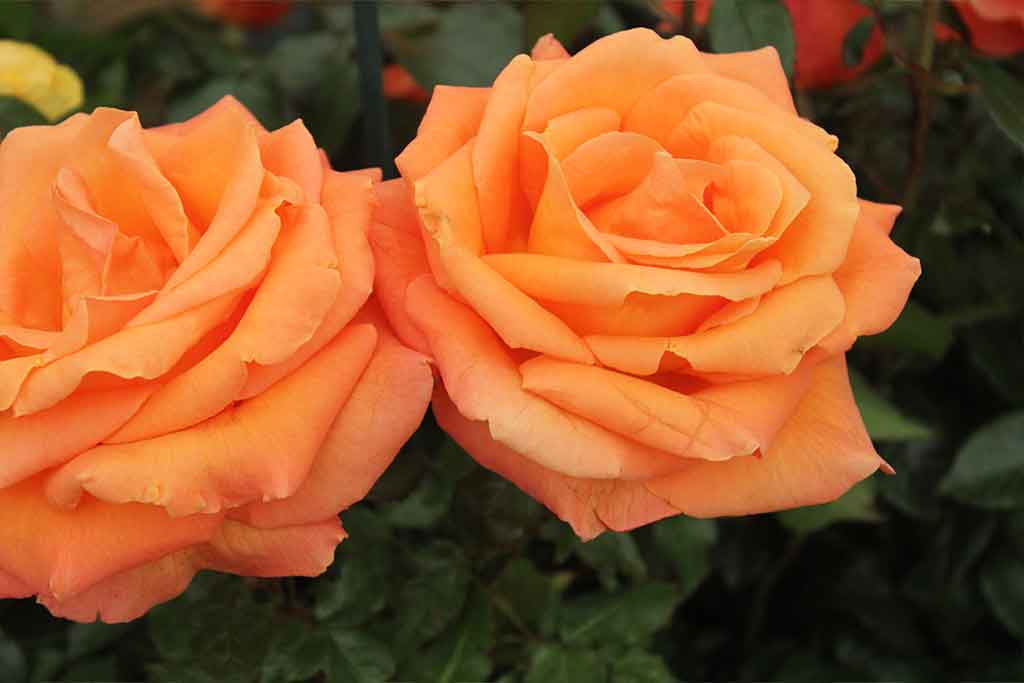 Plant Identification Courses Plant Taxonomy Online Courses