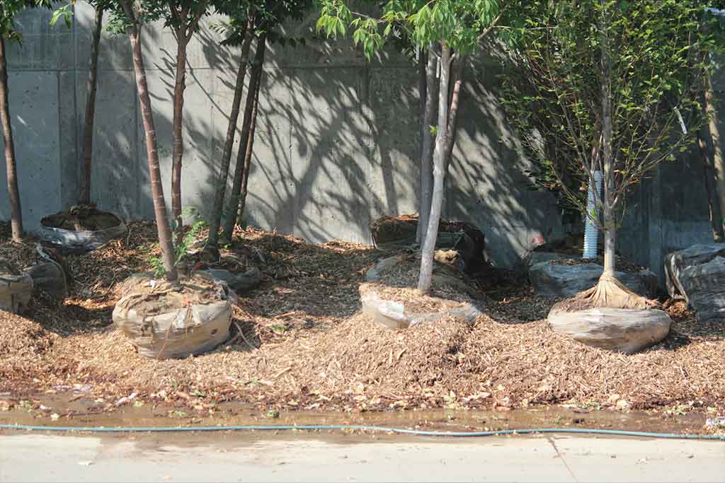 Plant Propagation Courses Nursery Production Garden Centre