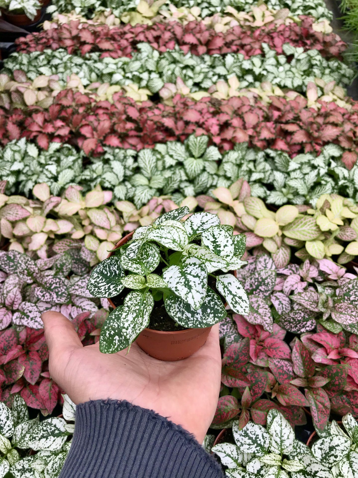 Hypoestes 'blanc tacheté vert' Plantes verte pour la