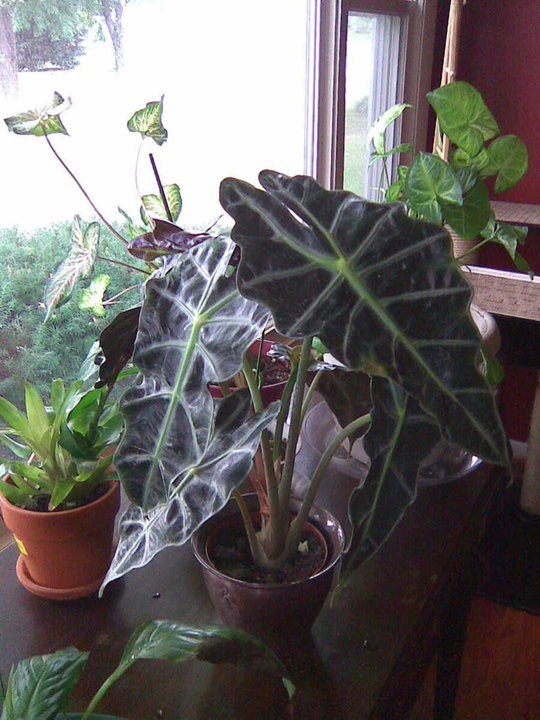Mystery Plant Elephant Ears Horticulture Guy