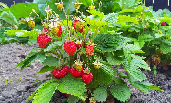 Quand et comment planter un pied de fraisier ? HortitecNews