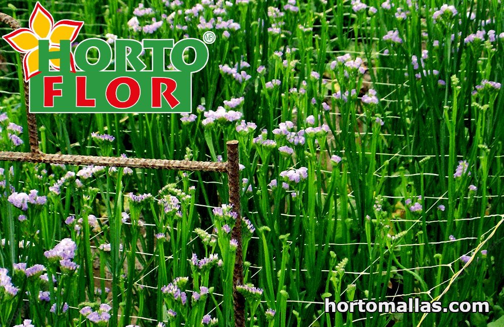 flower support net How to take advantage of this net for your garden