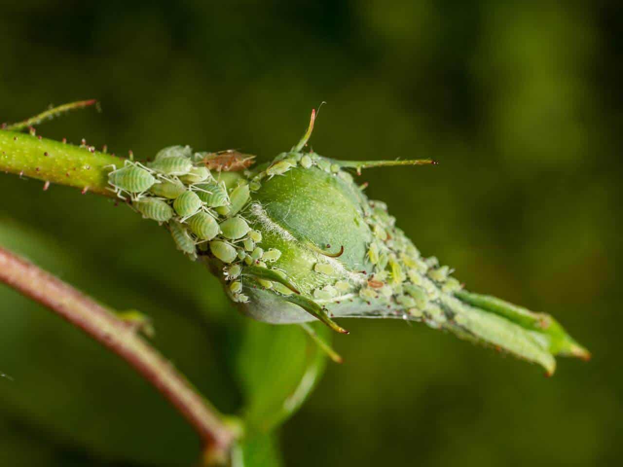 How to Get Rid of Aphids Permanently (Easily and Naturally) Hort Zone