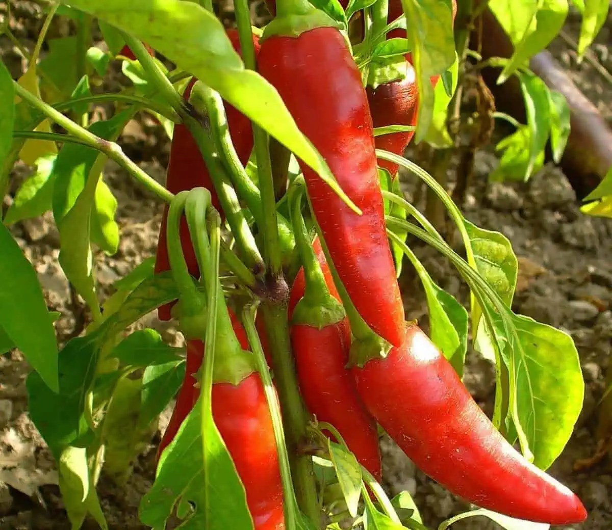 15 Types of Pepper Plants to Grow in Your Garden Hort Zone