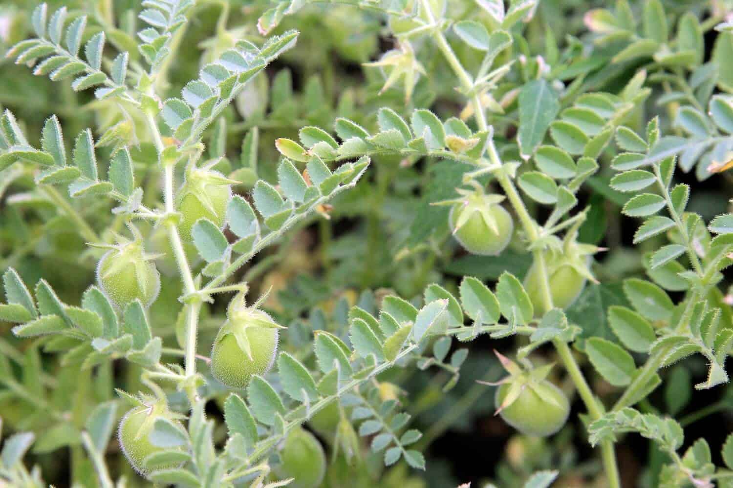 How to Grow Lentils in 3 Simple Stages Hort Zone