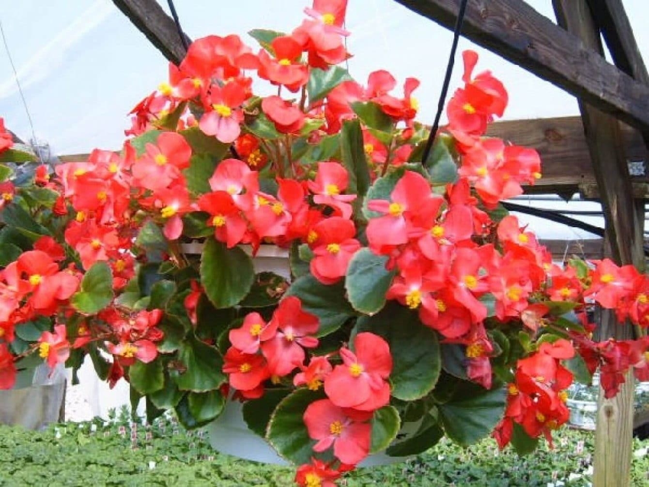Wax Begonia Care Do Wax Begonias Like Sun or Shade? Hort Zone