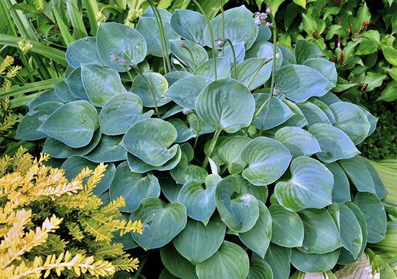 Hosta Pflanzen, Pflege und Sorten