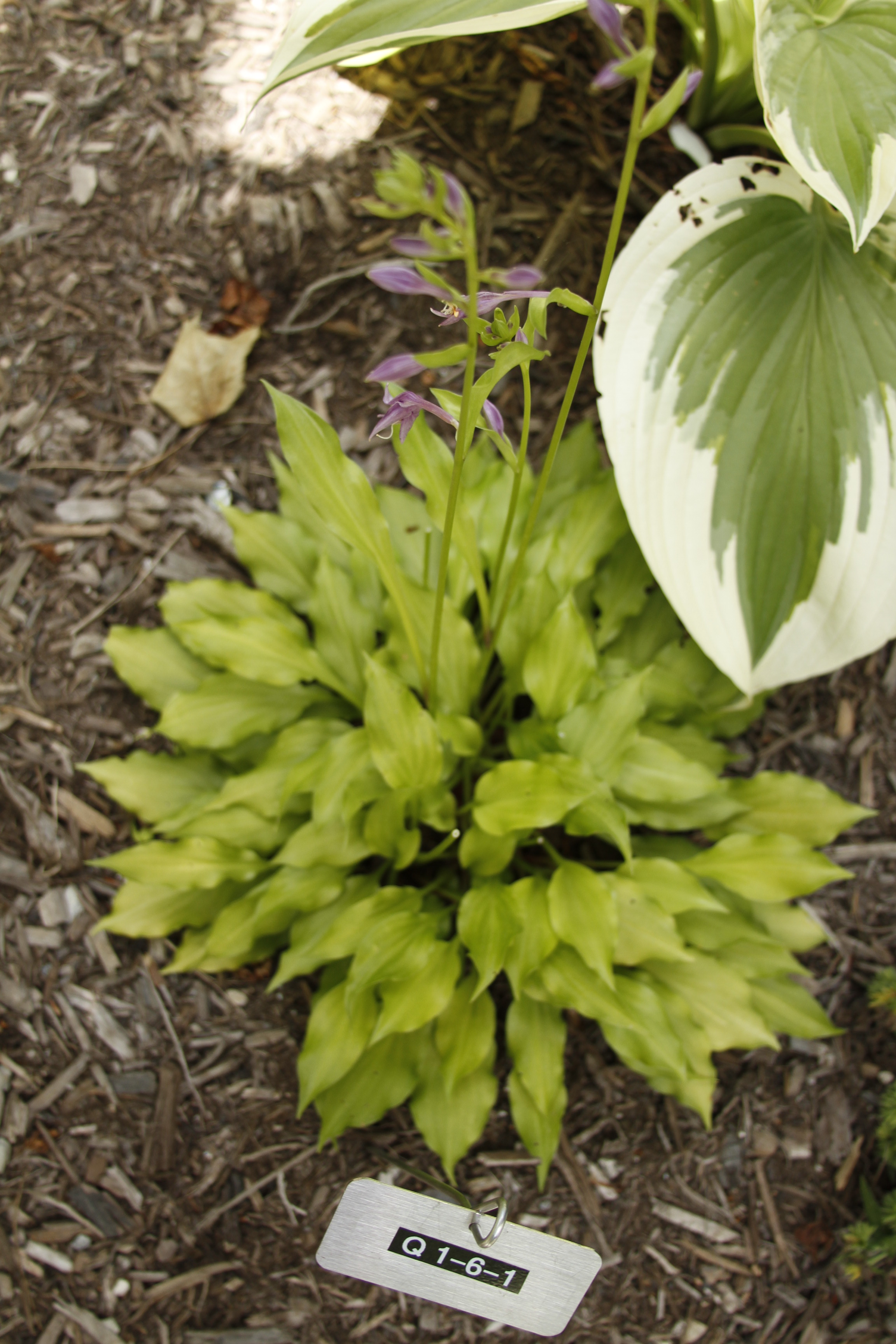 Green Hill Farm, Great New Hostas Wholesale and Retail