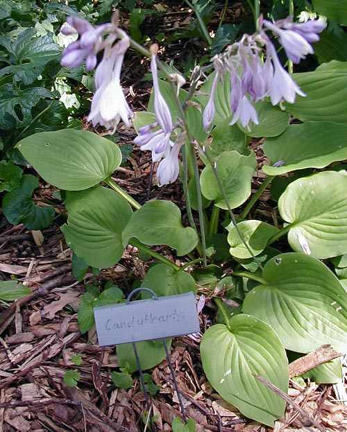 Hosta Phto Library