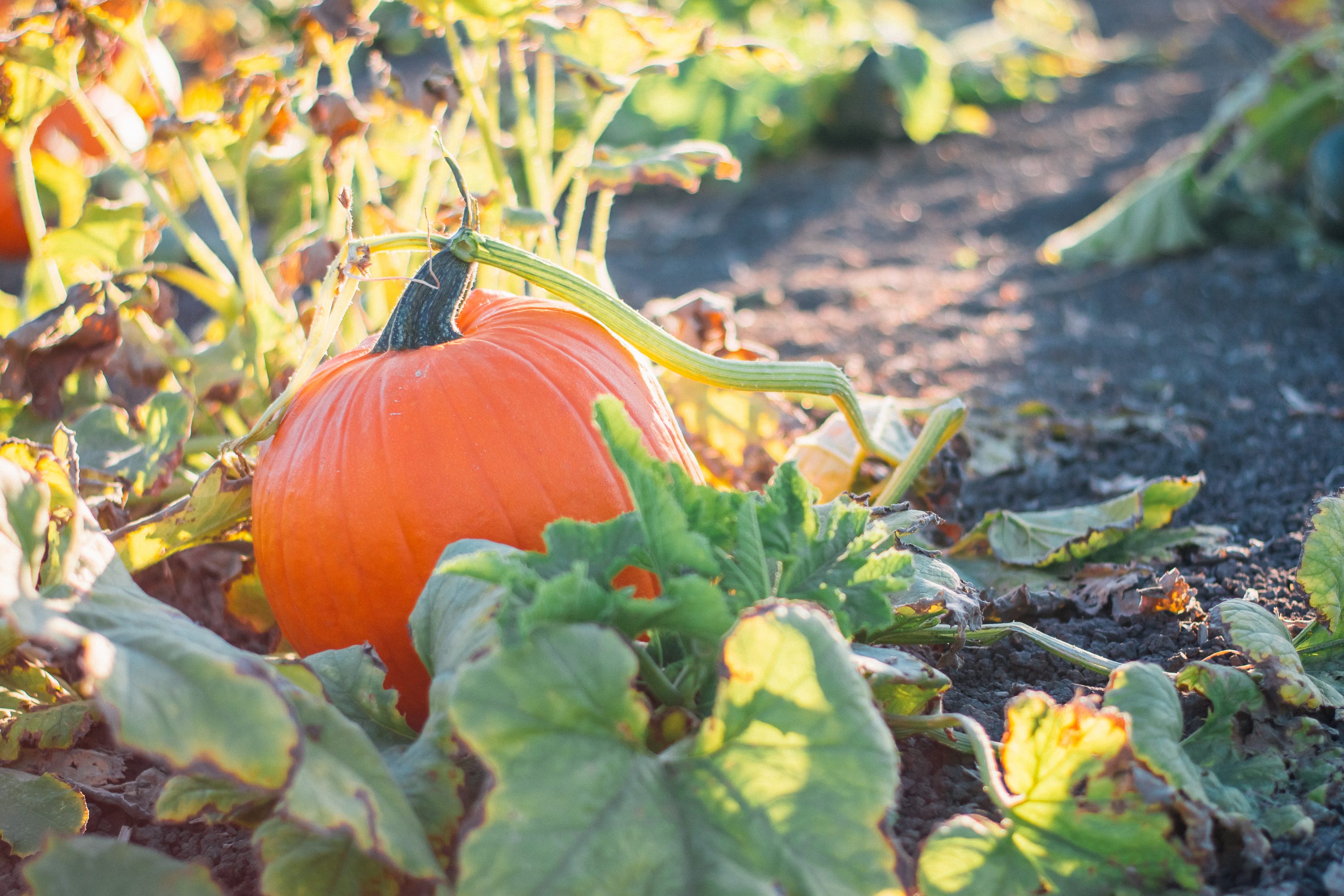 Pumpkin Farming During the Pandemic The Times of Houma/Thibodaux