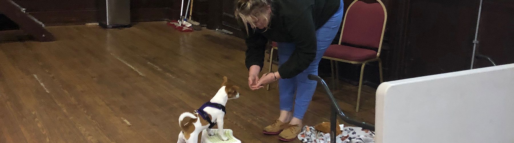 Pawsitive Puppy Training Hounds and Hooves