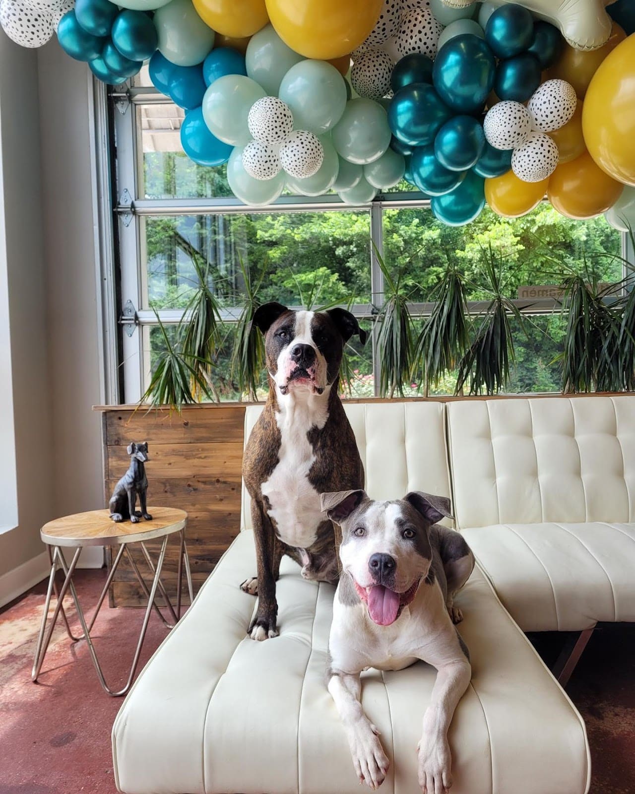 Can Dogs Sleep In A Cold Room