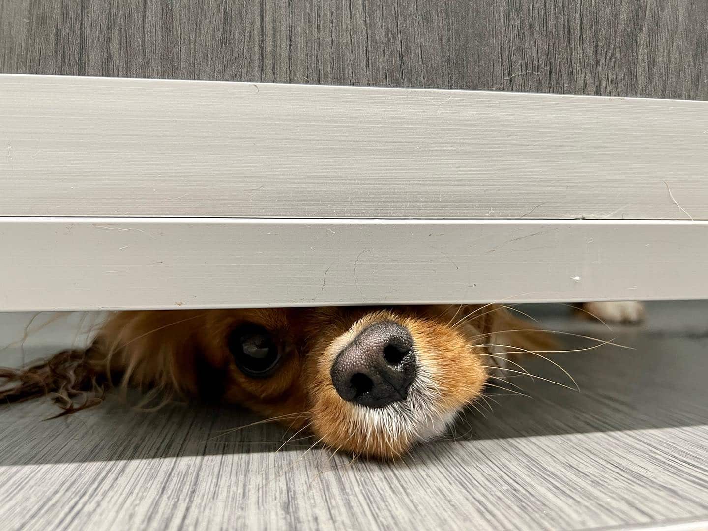 Bringing Home a New Puppy How to Put Your Best Paw Forward