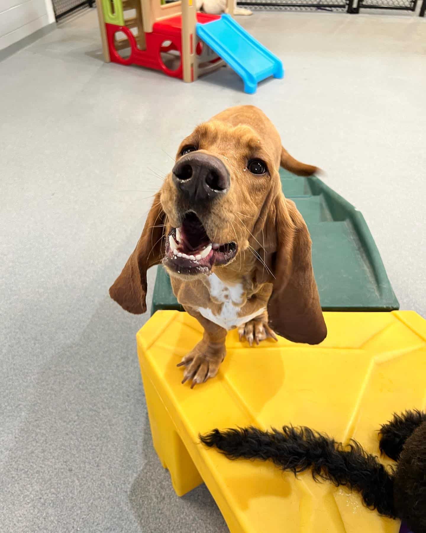 New Top Dog in Bryant Hounds Lounge Pet Resort and Spa Hounds Lounge