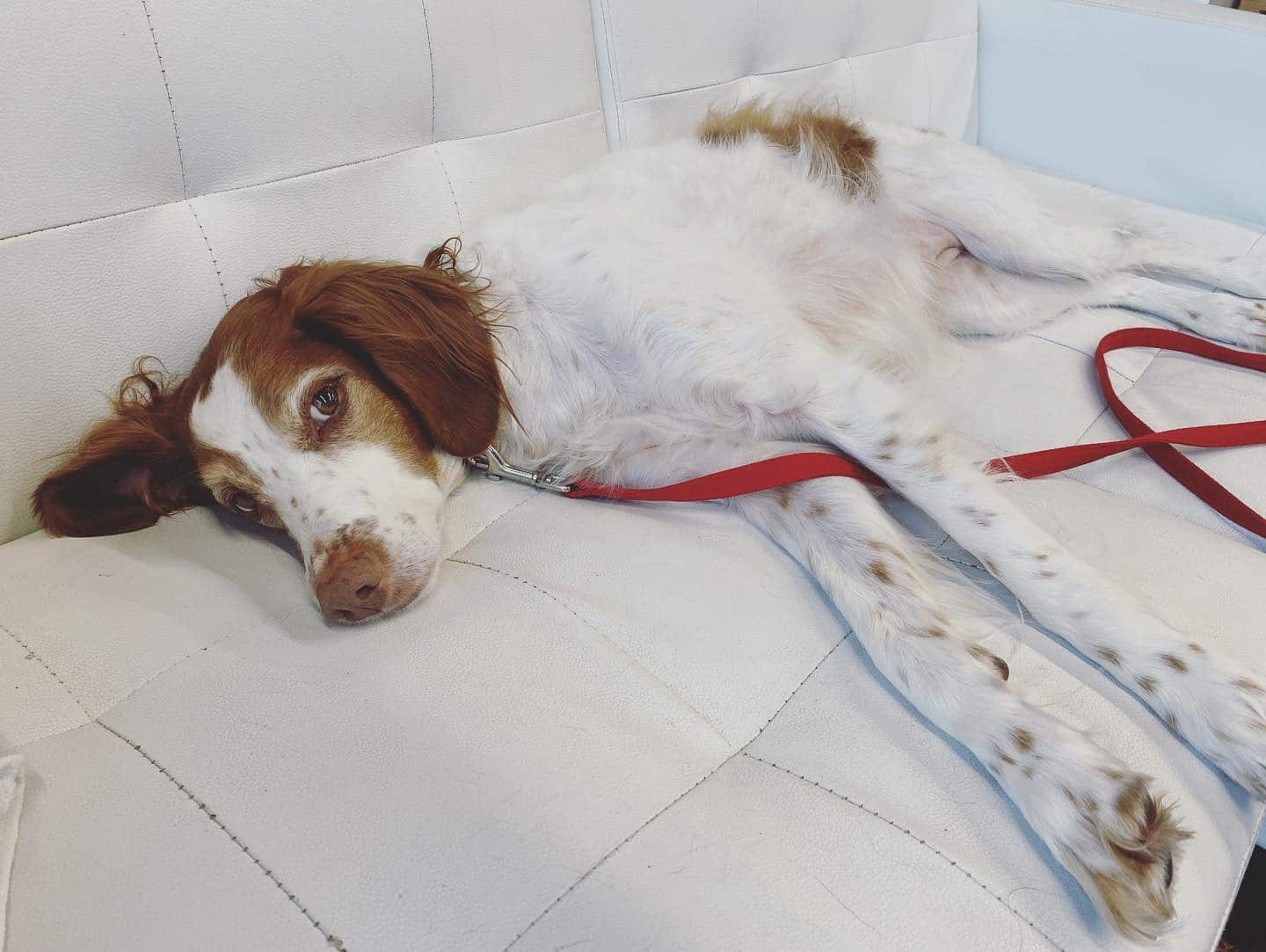 Can Dogs Sense Tornadoes? Tips for Arkansas Tornado Season Hounds