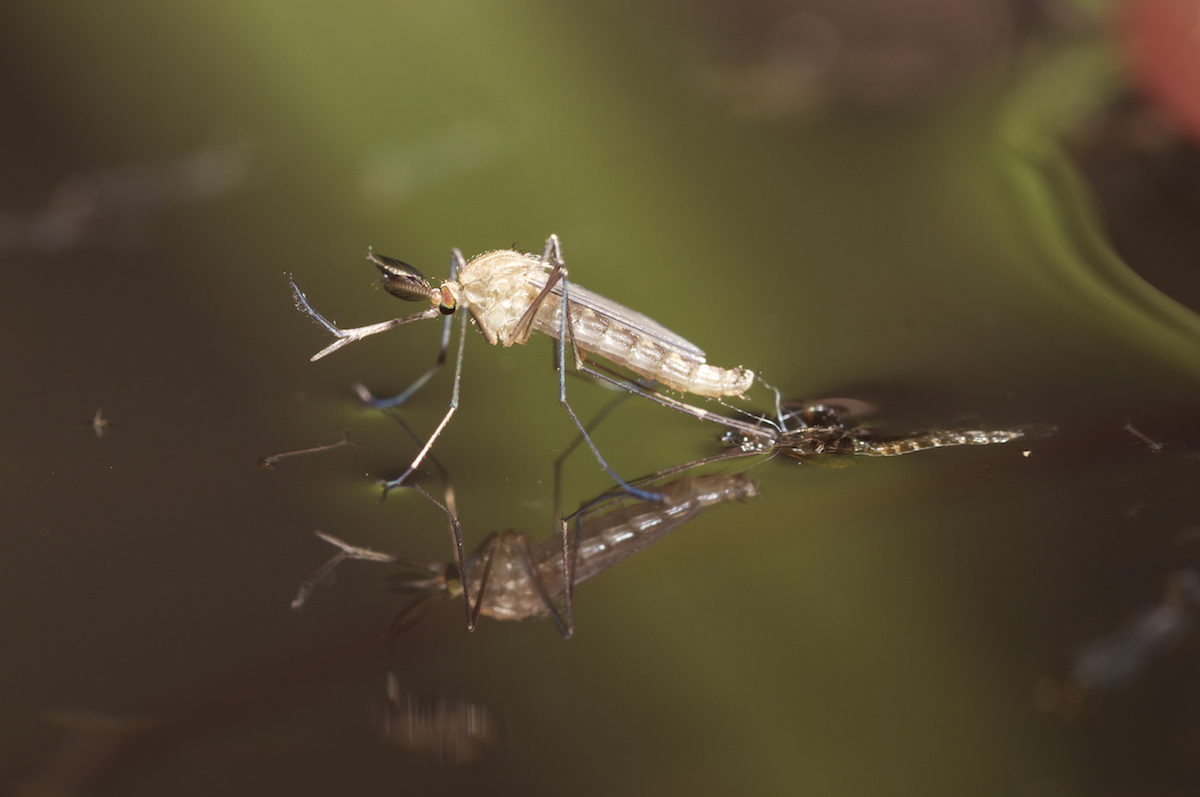 Three Pests that are Attracted to Moisture and Ways to Keep them Away