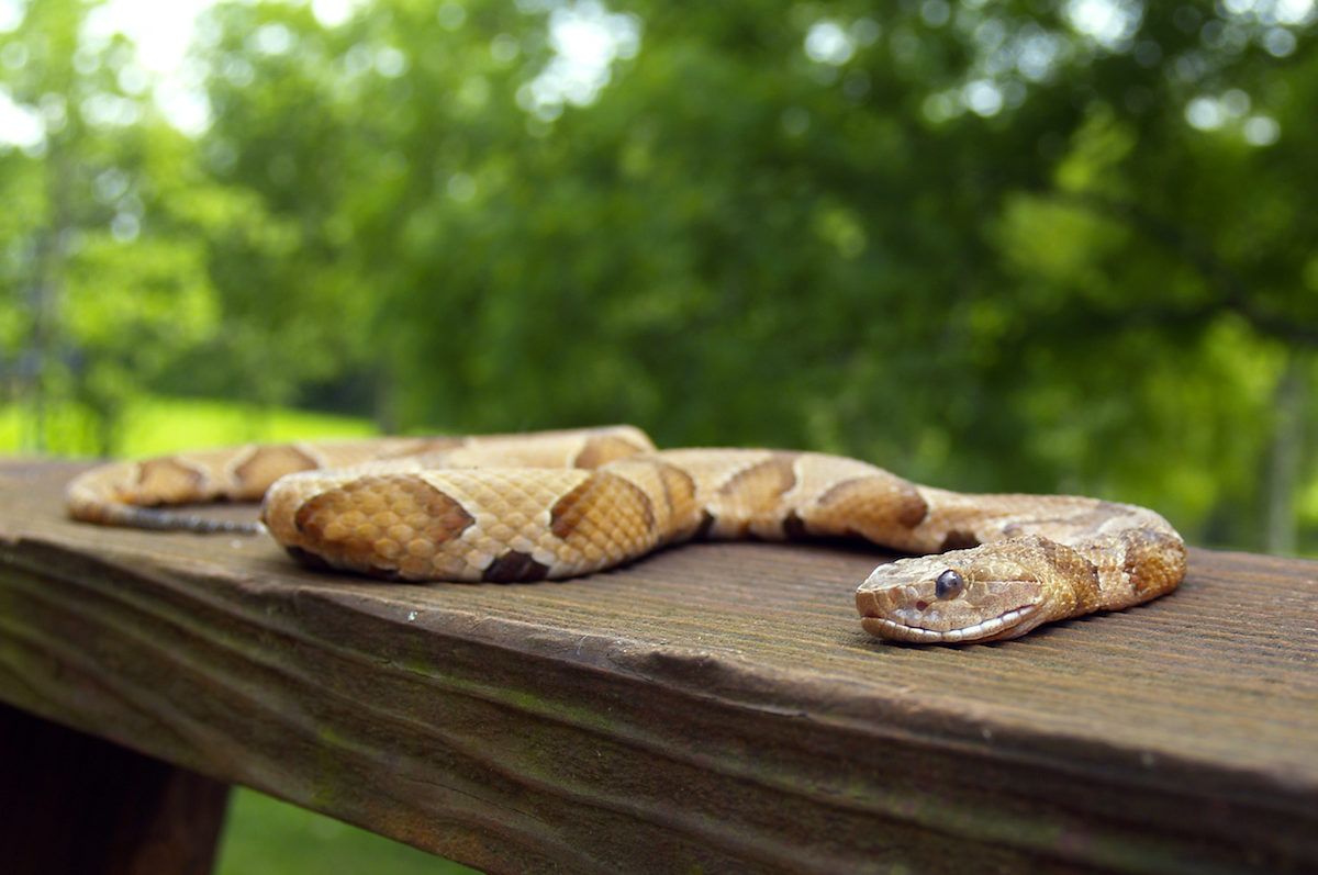 Copperhead Largest Number of Snake Bites in the US every Year