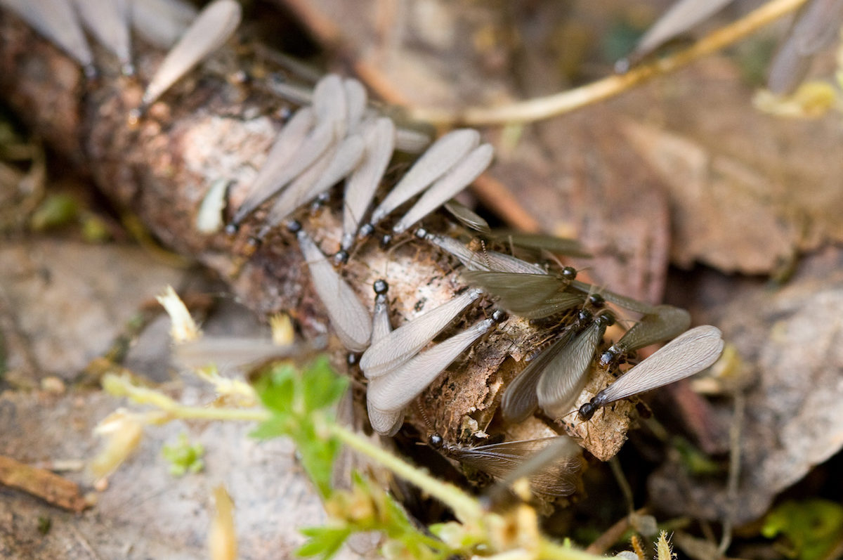 Why are Termite Infestations Often Discovered in the Spring? Houseman