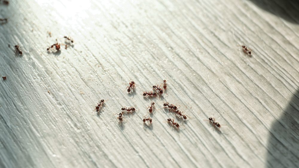 Stop the Invasion With Effective Ant Control Houseopedia