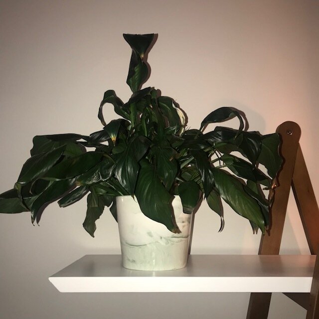 Peace lily leaves curled up House Plant Journal