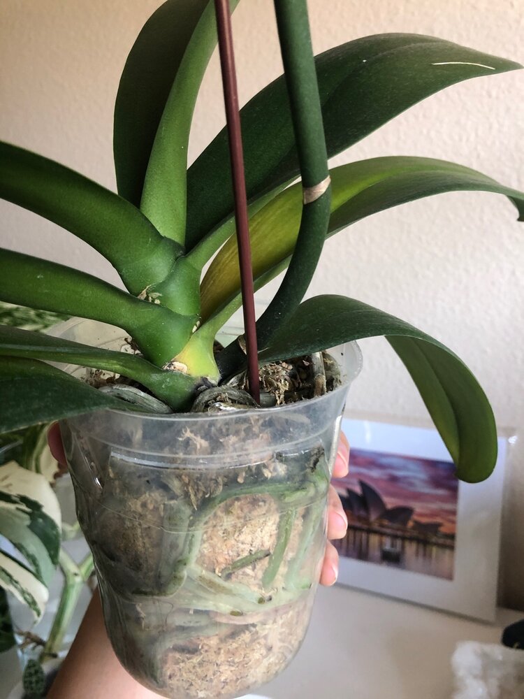 Orchid leaf yellowing House Plant Journal