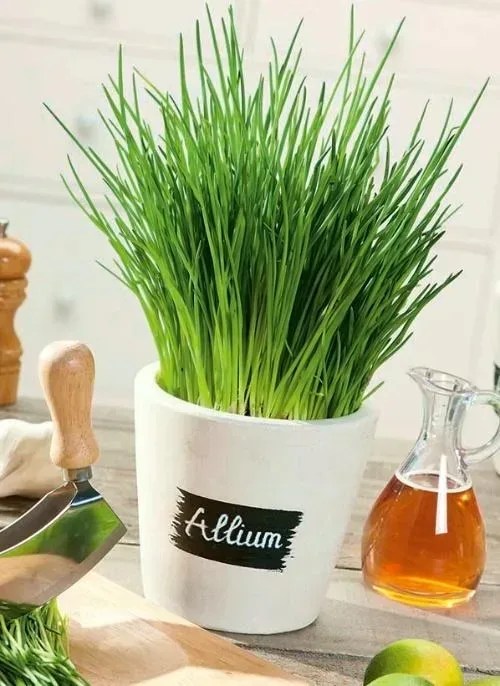 How to Plant, Grow and Harvest Chives Plants