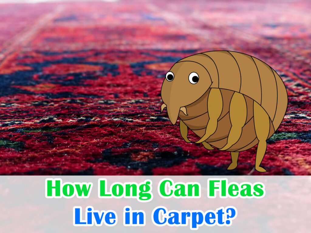 How Long Can Fleas Live in Carpet? House+Garden