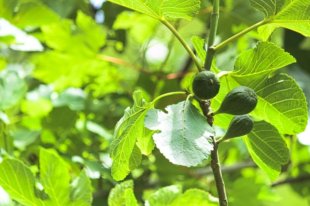 Why Is My Fig Tree Dropping Fruit? Learn the Surprising Reasons