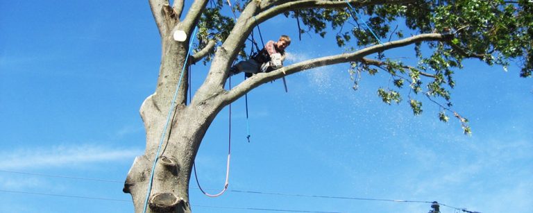 How to Cut Tree Limbs Over the House Easy and Safe Way