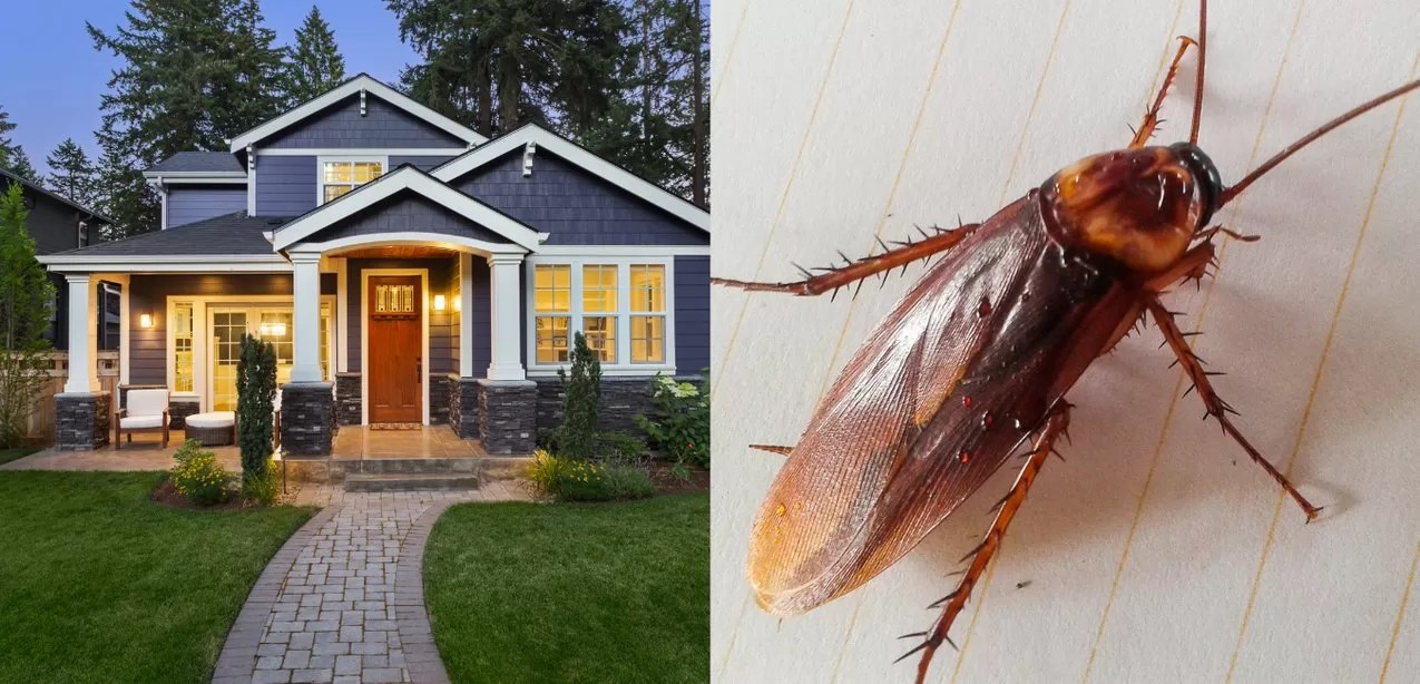 What Attracts Roaches to Your Home?