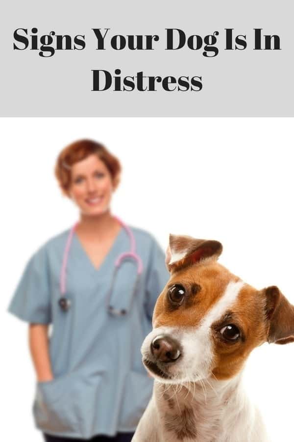 Signs Your Dog Is In Distress
