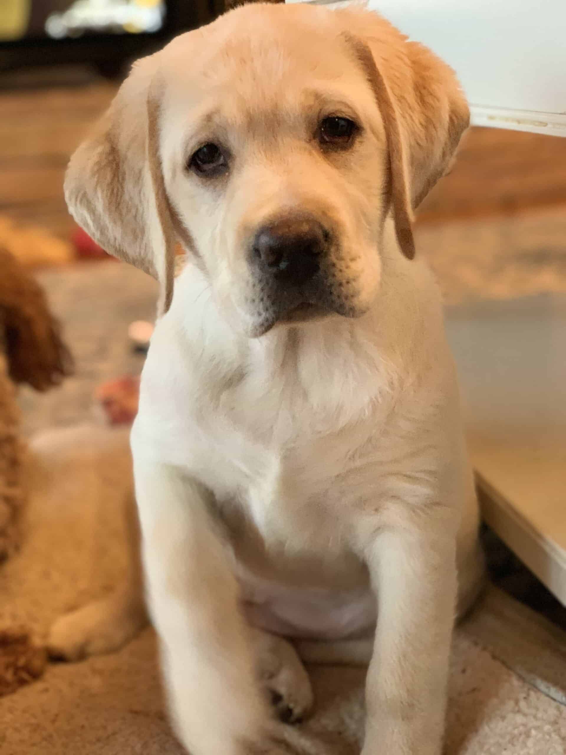 Top 10 Popular Answers About Labrador Retriever Questions House That