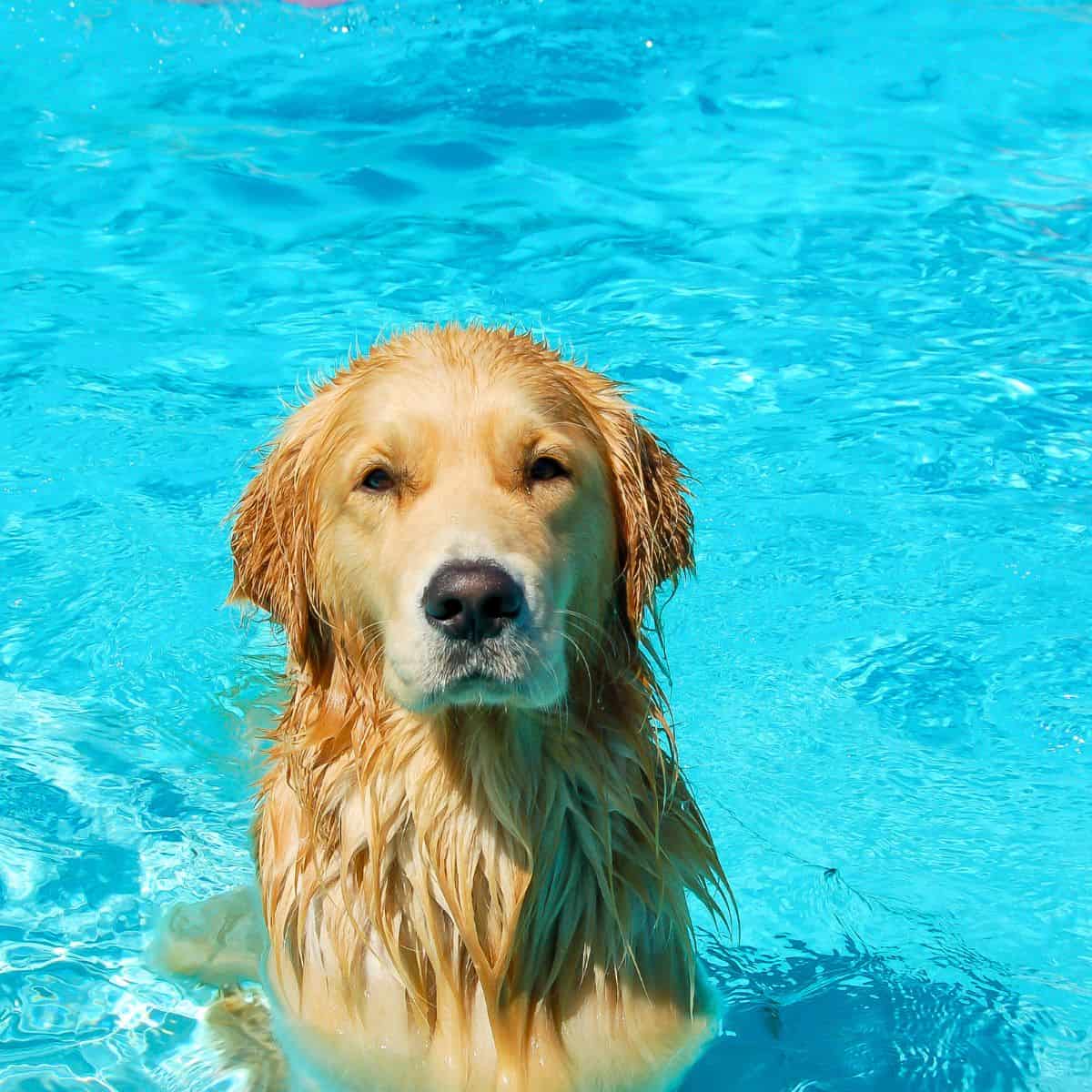 13 Pool Safety Tips for Dogs House that Barks