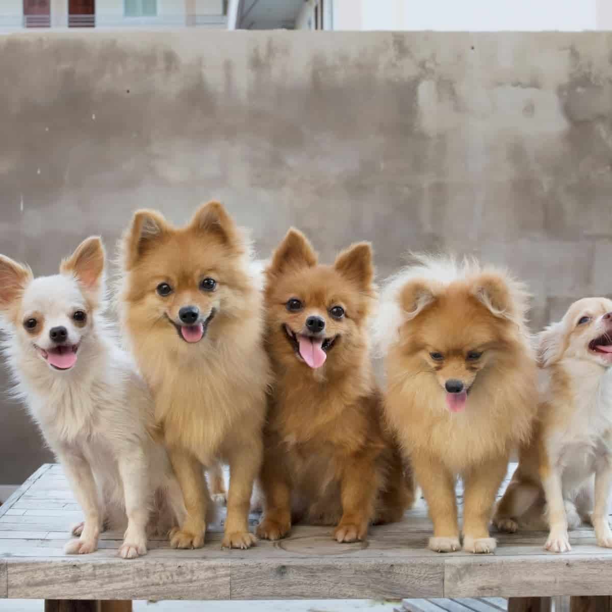 35 Lazy And Least Active Dog Breeds House That Barks