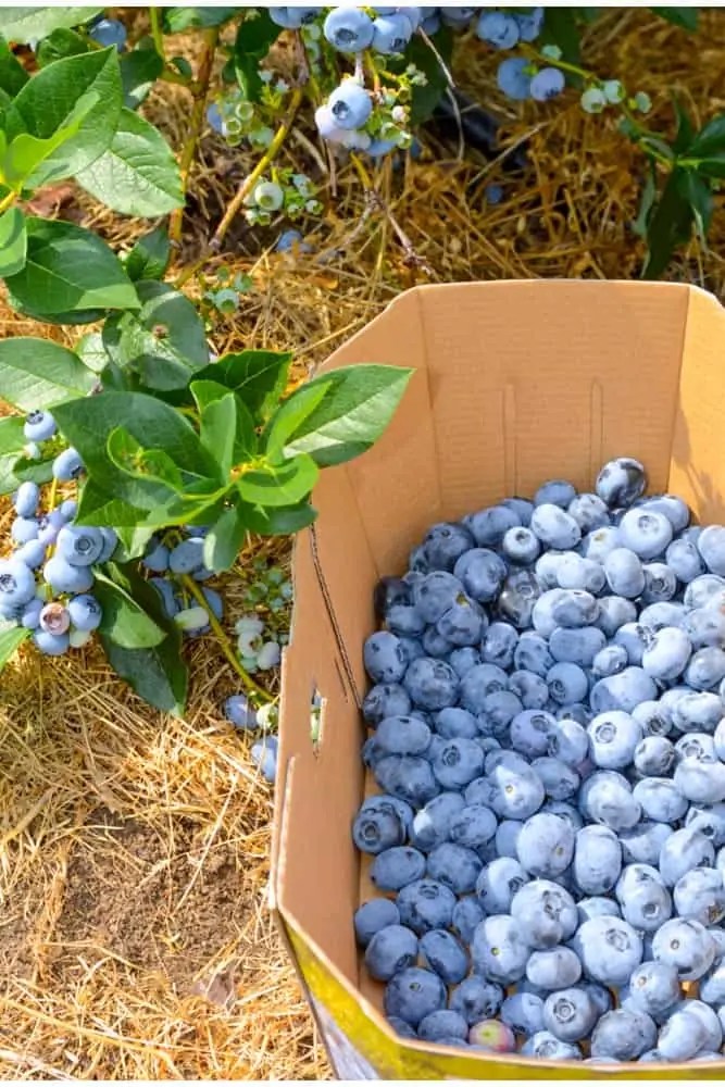 Easy Tips for Picking Blueberries 2024 AtOnce