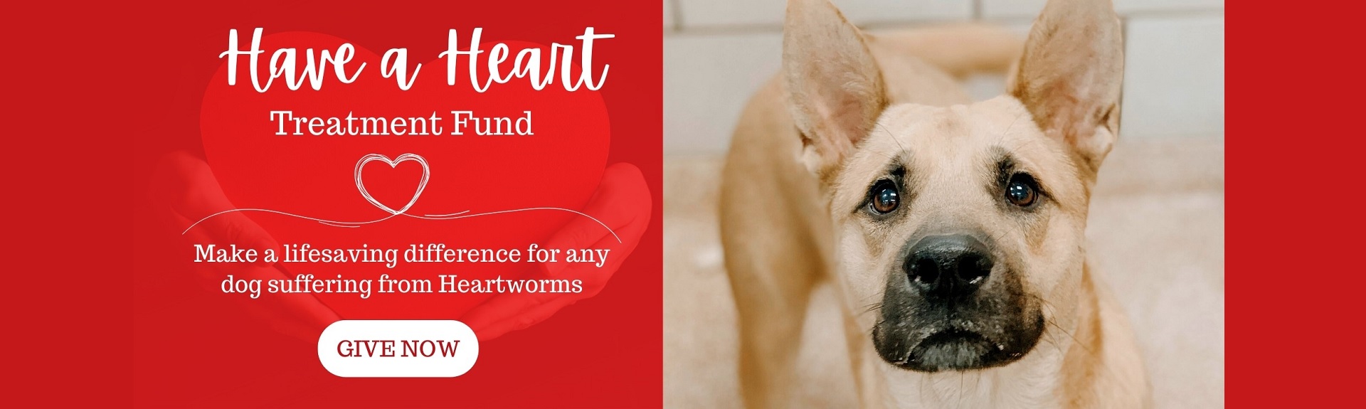 Houston Humane Society Animal & Dog Shelter Sugar Land