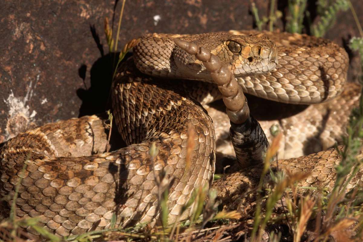 A Quick Guide to Common Snakes in Houston, Texas