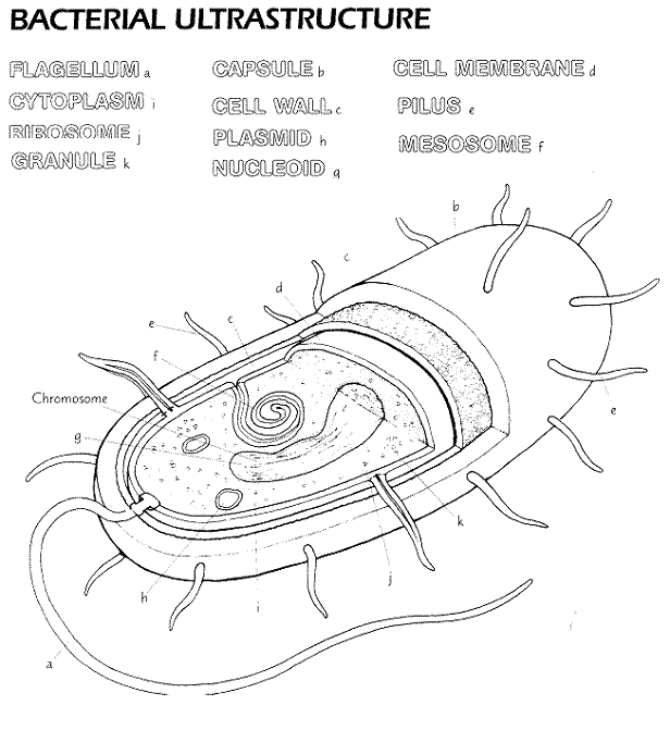 Handouts Free Worksheets Samples